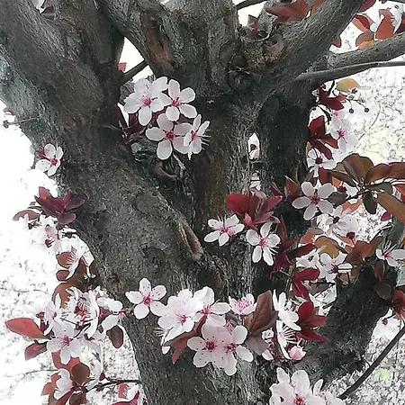Appartamento: Tranquillità O Divertimento Apartamento *