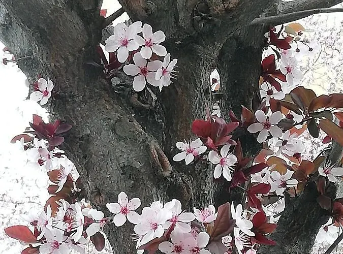 Appartamento: Tranquillita O Divertimento Apartmán *